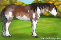 Horse Color:Gray Bay Splash 