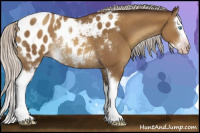 Horse Color:Gray White Spotted Silver Sable Cream Champagne Sabino Splash Blanket Rabicano 