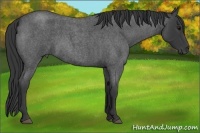 Horse Color:Blue Roan