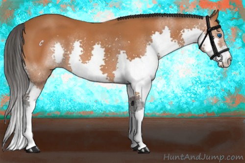 Horse Color:Bay Splash 