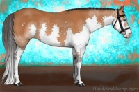 Horse Color:Bay Splash 