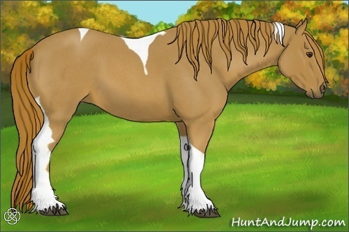 Horse Color:Red Roan Tobiano 
