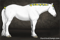 Horse Color:Gray Cremello 