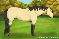 Horse Color:Buckskin 