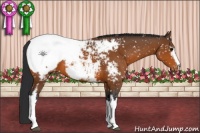 Horse Color:White Spotted Bay Appaloosa