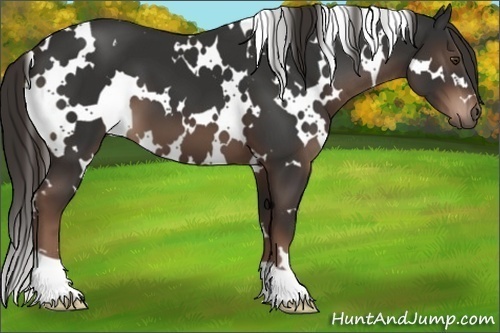 Horse Color:White Spotted Liver Chestnut 