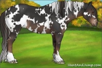Horse Color:White Spotted Liver Chestnut 