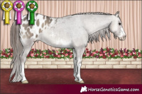 Horse Color:Grullo Onyx Appaloosa