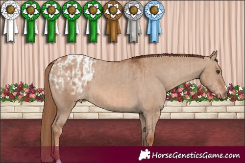 Horse Color:Red Dun  and Red Dun Appaloosa 