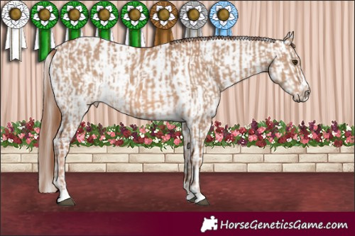 Horse Color:Red Dun  and Red Dun Appaloosa 