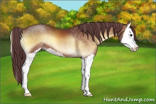 Horse Color:Chocolate Bay Onyx Splash 