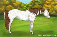 Horse Color:Red Onyx Ice Sabino Appaloosa 
