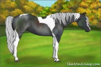 Horse Color:Silver Black Chinchilla Sabino Tobiano 