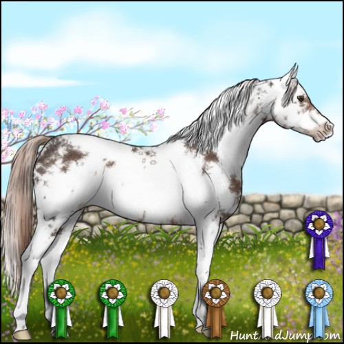 Horse Color:Liver Chestnut Sabino 