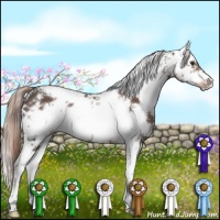 Horse Color:Liver Chestnut Sabino