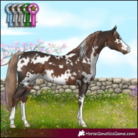 Horse Color:White Spotted Liver Chestnut 