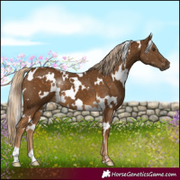 Horse Color:White Spotted Chocolate Palomino