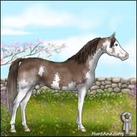 Horse Color:Liver Chestnut Splash
