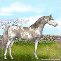 Horse Color:White Spotted Chocolate Palomino Splash 