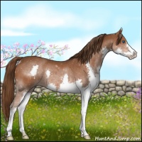 Horse Color:Liver Chestnut Splash Rabicano 