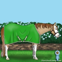 Horse Color:Red Dun Roan Splash 