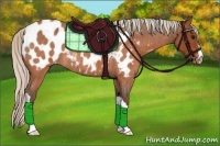 Horse Color:Silver Brown Roan Appaloosa 