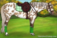Horse Color:Silver Brown Dun Appaloosa 