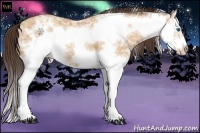 Horse Color:Amber Champagne Ice Splash Frame 