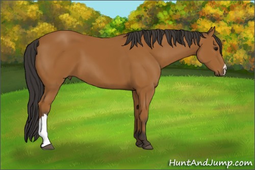 Horse Color:Bay 