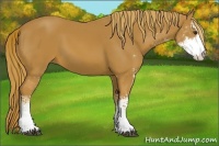 Horse Color:Chestnut Sabino
