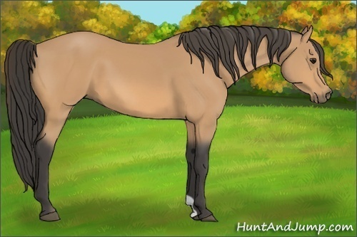 Horse Color:Buckskin
