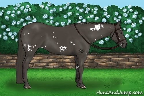 Horse Color:White Spotted Smoky Black