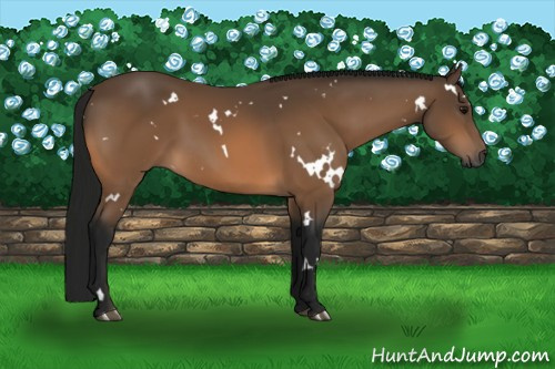 Horse Color:Gray White Spotted Buckskin
