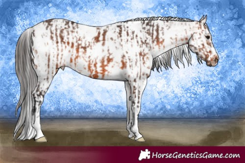 Horse Color:White Spotted Brown  and White Spotted Bay Splash Frame 