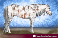 Horse Color:White Spotted Brown and White Spotted Bay Splash Frame