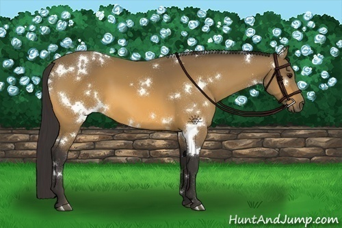 Horse Color:White Spotted Buckskin
