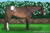 Horse Color:Buckskin Varnish Rabicano 