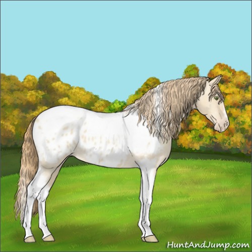Horse Color:Gold Champagne Roan Dun Splash Tobiano Frame Appaloosa Rabicano 
