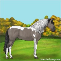 Horse Color:Grullo Tobiano 