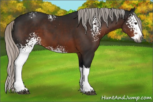 Horse Color:Gray White Spotted Silver Brown Splash