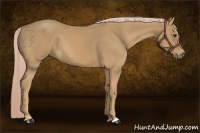 Horse Color:Palomino 