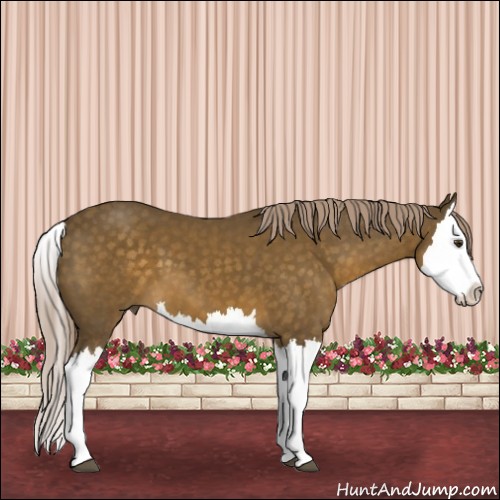 Horse Color:Chocolate Palomino Splash 
