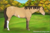 Horse Color:Amber Champagne