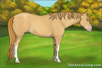 Horse Color:Gold Champagne 