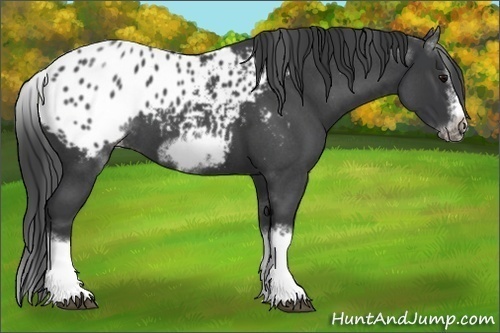 Horse Color:White Spotted Blue Roan Splash Frame Appaloosa