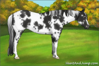 Horse Color:Gray White Spotted Black