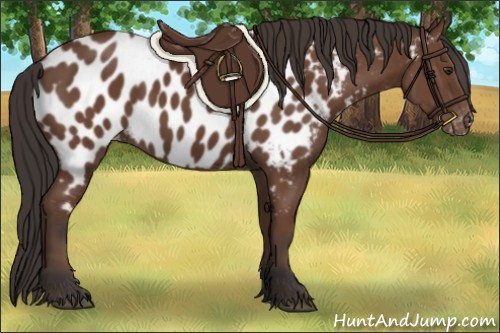 Horse Color:Bay Appaloosa 