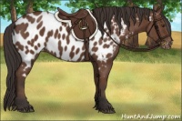 Horse Color:Bay Near Leopard