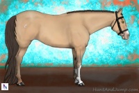 Horse Color:Amber Champagne 