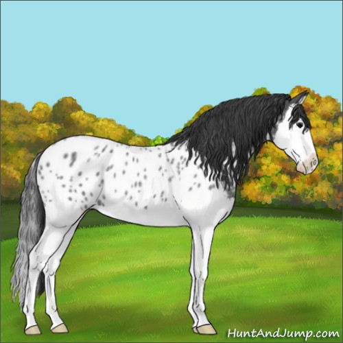 Horse Color:Blue Roan Splash Near Leopard 